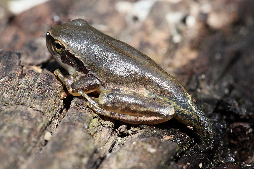 Hyla meridionalis - foto e canto